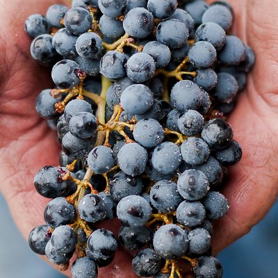 Oregon Vine to Wine Tours LLC