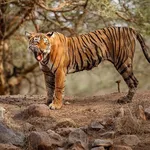 Ranthambore Wilderness Journeys