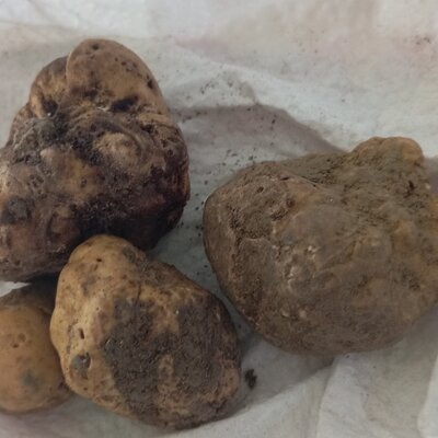 Ricerca del tartufo d'Alba e degustazione Barolo & Barbaresco