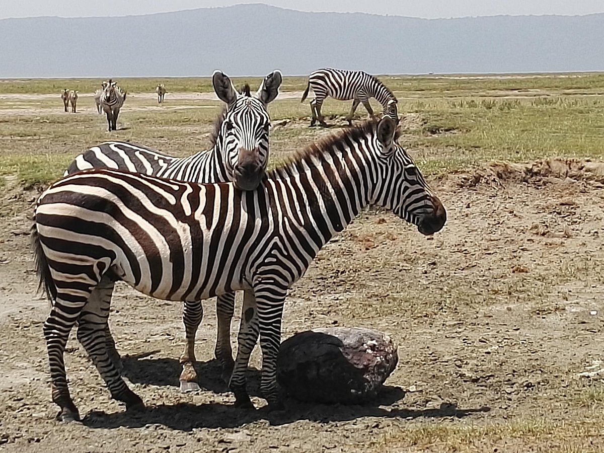 Serengeti Sange Safari Day Tour