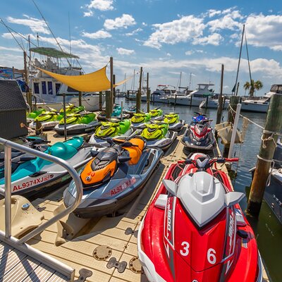 Southern Rose Dolphin Trips