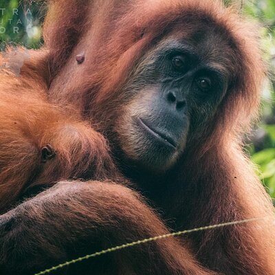 Sumatra Orangutan Explore