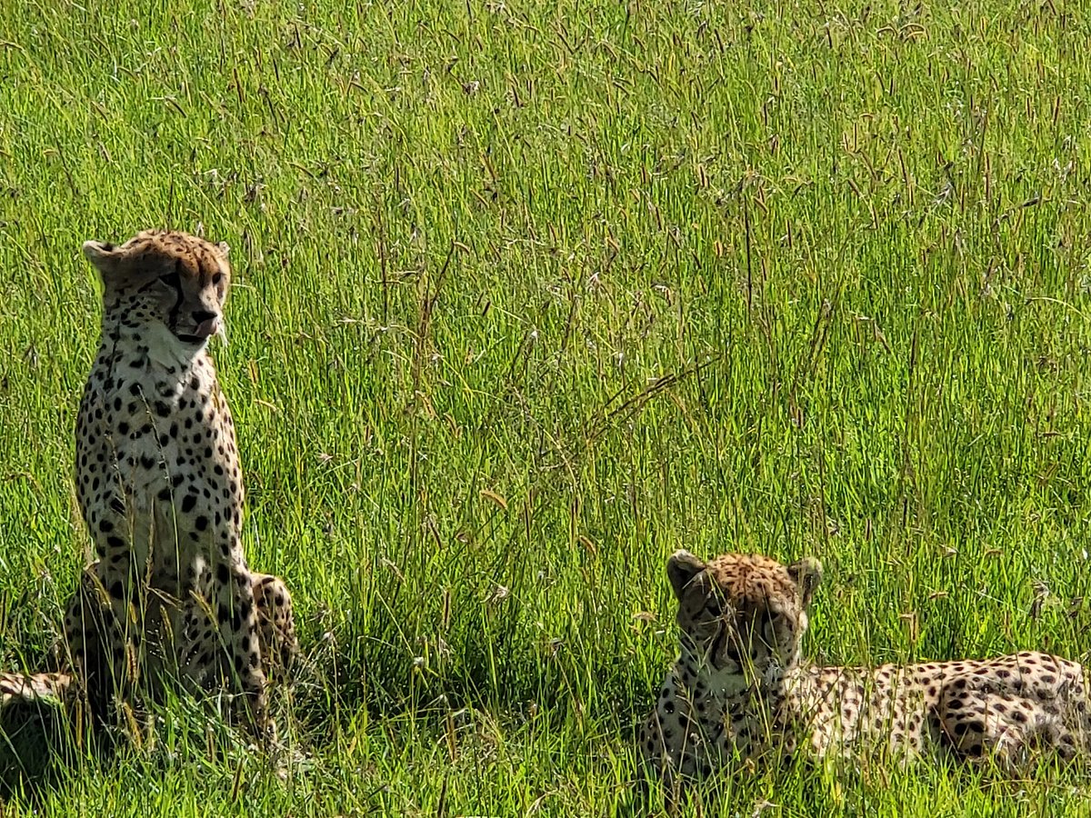 Tanzania Birding Tours Safaris