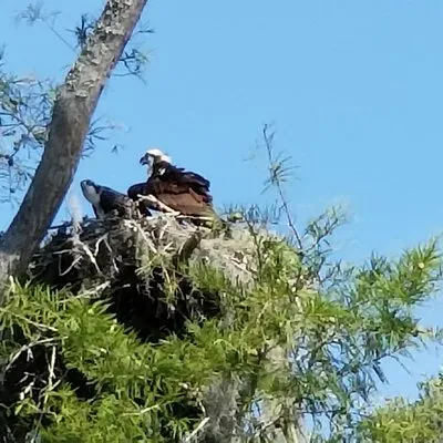 Waccamaw River Tours
