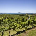 Waiheke Custom Wine Tours