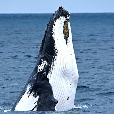 Whale Watch Western Australia