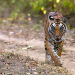 Wild Angle Safaris - Jungle Safaris & Treks Bookings