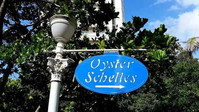 703 Oyster Schelles